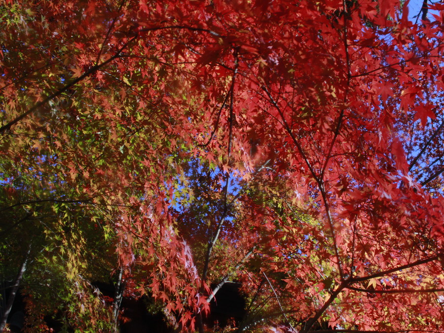 ライトアップも幻想的な京都の紅葉