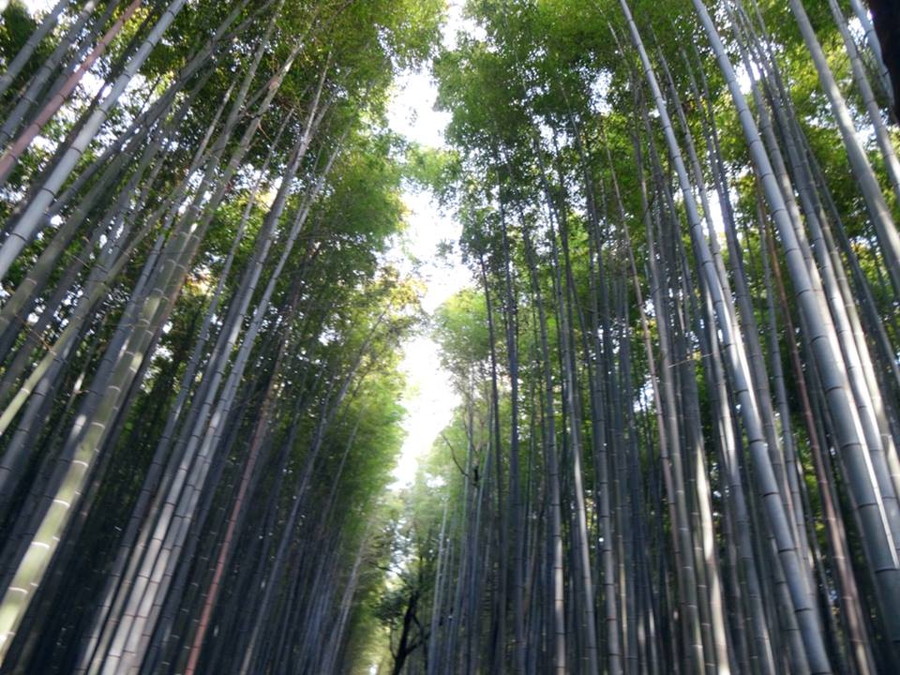 嵐山の竹林の道は神秘的な空間